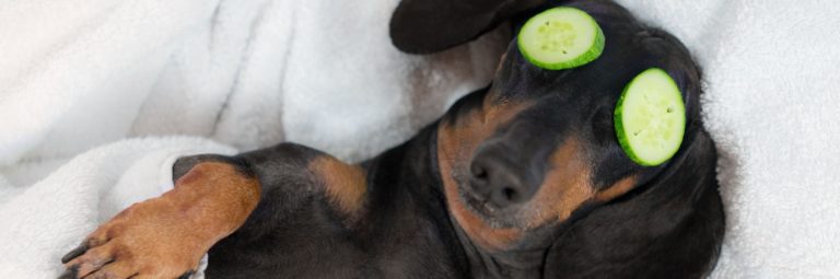 affordable-laundry-for-pet-groomers-priced-by-the-pound